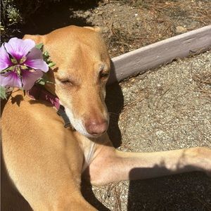 Meet your Posher, Strider